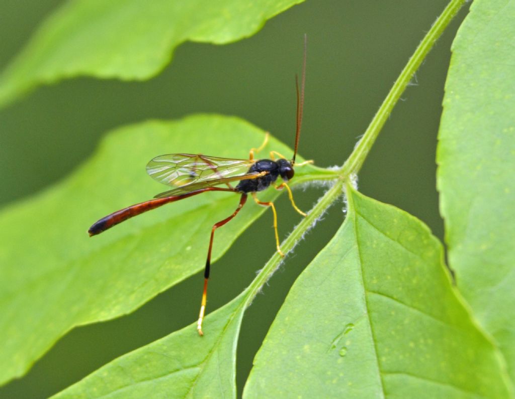 Ichneumonidae, Anomaloninae.